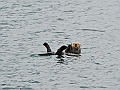 Alaska Wildlife-69